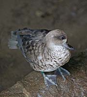 Picture/image of Marbled Teal