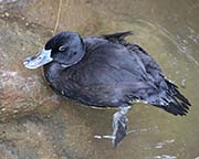 Picture/image of Maccoa Duck