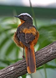 Picture/image of White-crowned Robin-Chat