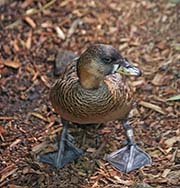 Picture/image of White-backed Duck