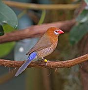 Picture/image of Purple Grenadier