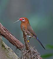 Picture/image of Purple Grenadier
