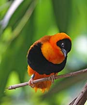 Picture/image of Orange Bishop