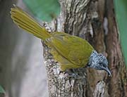 Picture/image of Oriole Warbler