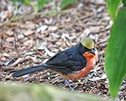 Picture/image of Yellow-crowned Gonolek