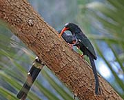 Picture/image of Green Woodhoopoe
