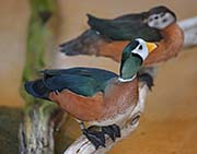 Picture/image of African Pygmy-goose