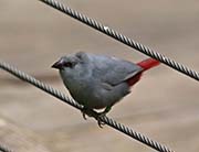 Picture/image of Lavender Waxbill