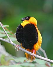 Picture/image of Orange Bishop