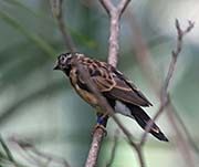 Picture/image of Long-tailed Paradise Whydah