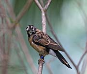 Picture/image of Long-tailed Paradise Whydah