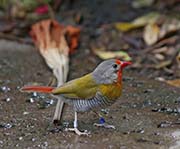 Picture/image of Green-winged Pytilia