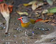Picture/image of Green-winged Pytilia