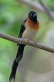 Picture/image of Long-tailed Paradise Whydah