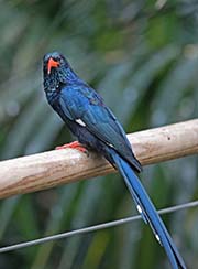 Picture/image of Green Woodhoopoe