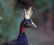 Picture/image of Congo Peafowl