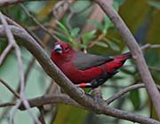 Picture/image of African Firefinch