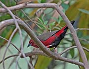 Picture/image of African Firefinch