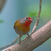 Picture/image of Green-winged Pytilia
