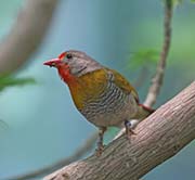 Picture/image of Green-winged Pytilia