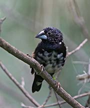 Picture/image of Magpie Mannikin