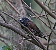 Picture/image of Magpie Mannikin