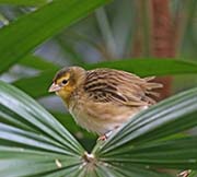 Picture/image of Orange Bishop