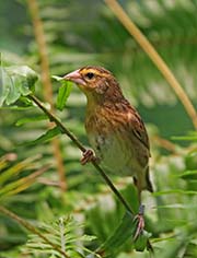 Picture/image of Orange Bishop