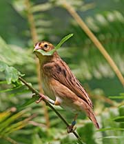 Picture/image of Orange Bishop