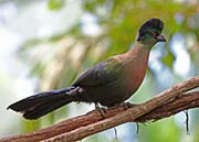 Purple-crested Turaco