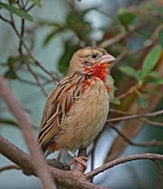 Picture/image of Orange Bishop