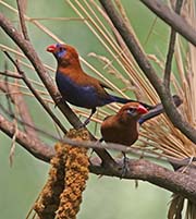 Picture/image of Purple Grenadier