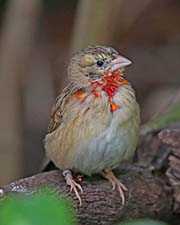 Picture/image of Orange Bishop