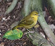 Picture/image of Taveta Golden Weaver
