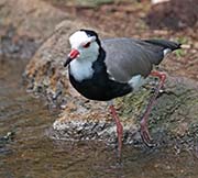 Picture/image of Long-toed Lapwing
