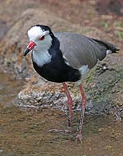 Picture/image of Long-toed Lapwing