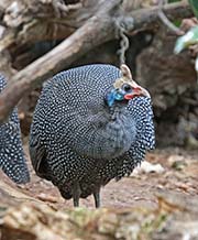 Helmeted Guineafowl