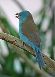 Picture/image of Blue-capped Cordon-bleu