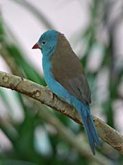 Picture/image of Blue-capped Cordon-bleu