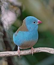 Picture/image of Blue-capped Cordon-bleu