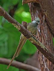 Picture/image of Speckled Mousebird