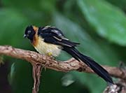 Picture/image of Long-tailed Paradise Whydah