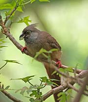 Picture/image of Speckled Mousebird