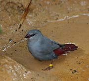 Picture/image of Lavender Waxbill