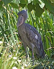 Picture/image of Shoebill