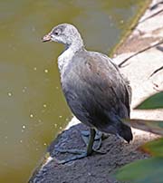 Picture/image of American Coot