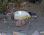 Picture/image of African Sacred Ibis