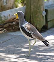 Picture/image of White-headed Lapwing
