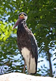 Picture/image of Storm's Stork