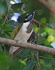 Picture/image of Blue-faced Honeyeater
